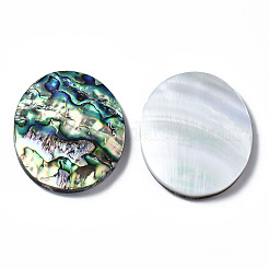 Natürliche Abalone Muschel / Paua Muschel Cabochons SSHEL-N034-87