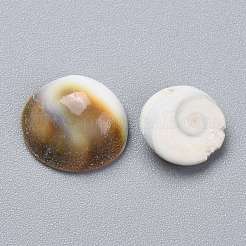 Natürliche Muschel-Cabochons SSHEL-K026-03A