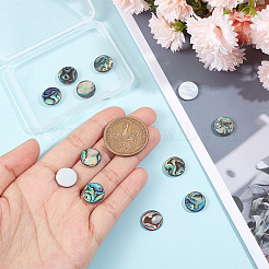 12 Stück natürliche Abalone Muschel/Paua Muschel Cabochons SHEL-GA0001-15