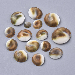 Natürlichen Shell Cabochons SSHEL-S258-93