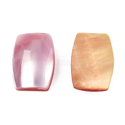 Natürliche Turbo Cornulus/Top Shell Cabochons SSHEL-N003-153B