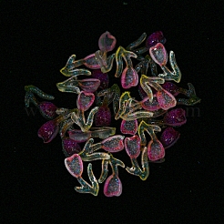 Leuchtende Cabochons aus transparentem Harz RESI-D013-05A