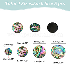 20 Stück 4 Stile natürliche Abalone Muschel/Paua Muschel Cabochons SHEL-WR0001-07