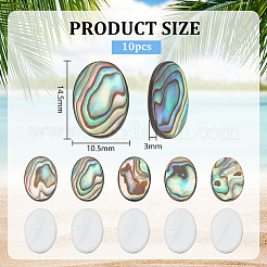 10 Stück natürliche Paua-Muschel-Cabochons FIND-BC0005-54