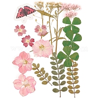 Прессованные сушеные цветы&nbsp;DIY-YWC0001-95