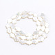 Perlas de concha de nácar de concha blanca natural SSHEL-L017-006-3