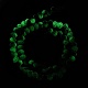 Natural Ruby in Zoisite Beads Strands G-I308-06-4