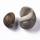 Natural Conch Shell Beads SSHEL-S258-89-3