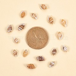 Kein Loch Spirale Muschelperlen&nbsp;SSHEL-YW0001-01