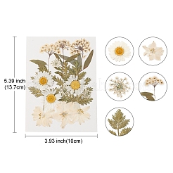 Gepresste Trockenblumen&nbsp;DIY-YWC0001-100