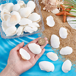 40 coquillage naturel pour décoration d'aquarium&nbsp;SHEL-PH0001-69B