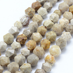 Fossiles naturelle perles de corail brins, étoiles coupées perles rondes, facette, 8~8.5mm, Trou: 1mm, Environ 48~50 pcs/chapelet, 14.9~15.1 pouce (38~38.5 cm)