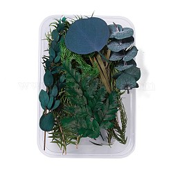 Fleurs séchées, accessoires de fabrication de savon bougie bricolage, avec boîte rectangulaire en plastique, vert foncé, 10.5~17x1.2~7.9 cm