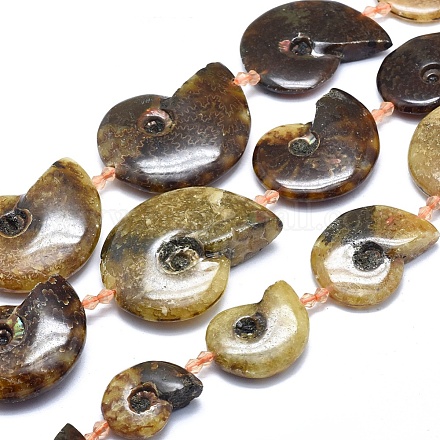 Perles d'ammonites naturelles / perles de conques graduées G-O179-K03-1