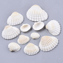 Shell perle naturali&nbsp;SSHEL-S258-73