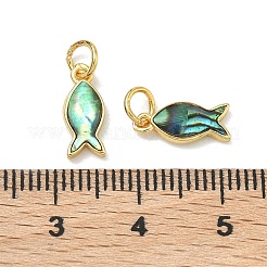 Ciondoli di conchiglie naturali di paua&nbsp;KK-F926-04A