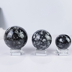 Sfera di cristallo fossile di conchiglia naturale&nbsp;PW-WG4EAD1-02