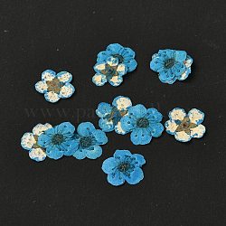 Narciso grabando flores secas, para celular, marco de la foto, scrapbooking diy artesanía hecha a mano, cielo azul profundo, 7mm, 20 unidades / caja