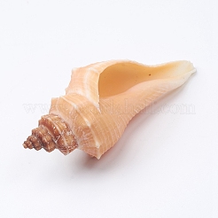 Coquilles de bernard-l'ermite&nbsp;SSHEL-WH0001-15F