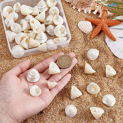 100 g de décorations d'affichage en coquillages naturels&nbsp;SSHEL-PH0001-40B