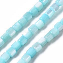 Coquille de trochid naturel / brins de perles de coquille de trocas, teinte, colonne, bleu ciel, 3.5x3.5mm, Trou: 1mm, Environ 111~117 pcs/chapelet, 15.35 pouce ~ 15.94 pouces (39~40.5 cm)