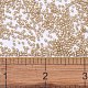 MIYUKI Delica Beads X-SEED-J020-DB2177-4