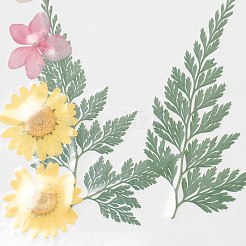 Fleurs séchées pressées&nbsp;X-DIY-H153-A02