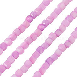 1 filo di perline tinte con conchiglie d'acqua dolce naturali&nbsp;SHEL-TA0001-44B