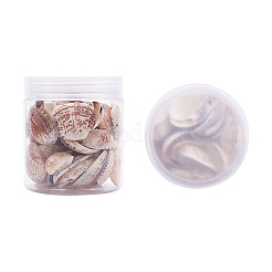 1 Box Jakobsmuschel Muscheln Muschel gefärbte Perlen mit Löchern für Bastelarbeiten 40-50ST&nbsp;BSHE-YW0001-01