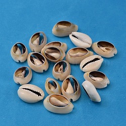 Perles de coquillage cauri naturelles, pas de trous / non percés, couleur de coquillage, 16~18x12~13x5~7mm, environ 470 pcs/500 g