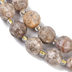 Natürliche Muschel fossile Perlen Stränge&nbsp;G-G182-B37-03