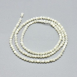 Bianco naturale perline shell fili&nbsp;G-A177-04-25