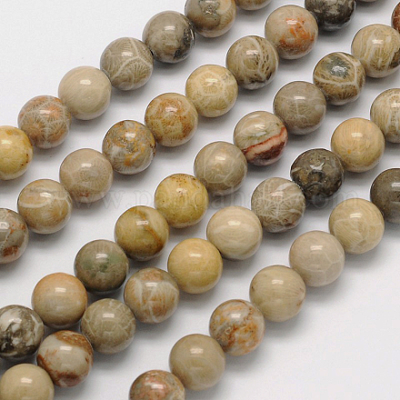 Brins de perles rondes de corail fossile naturel G-N0166-05-10mm-1