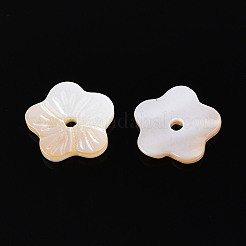 Perles de coquillages naturels d'eau douce&nbsp;BSHE-T014-15