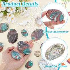 12 Stück 6 Stile natürliche Abalone-Muschel-Display-Dekorationen&nbsp;DJEW-GA0001-69