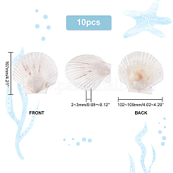 Décorations d'affichage de coquille naturelle&nbsp;SSHEL-WH0001-39D