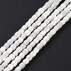 Natürliche Trochusmuschelperlenstränge&nbsp;SSHEL-H070-02G