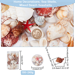 Conchiglia naturale e perline di conchiglia&nbsp;SHEL-WH0005-01