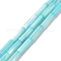 Trochid naturale perline shell fili&nbsp;SSHEL-G023-08