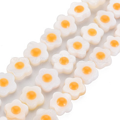 Hebras de cuentas de conchas naturales de agua dulce con esmalte&nbsp;SHEL-T018-29A