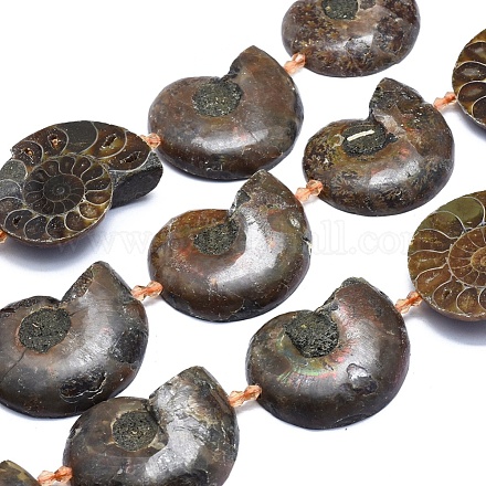 Natural Ammonite/Conch Fossil Graduated Beads Strands G-O179-K02-1