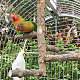 AHANDMAKER Satinwood Parrot Standing Twig AJEW-GA0002-79-4