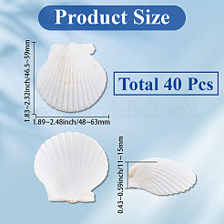 Natürliches Jakobsmuschel-Schale-DIY-Dekorations-Bastelmaterial&nbsp;SHEL-SP0001-01B