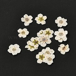 Narciso grabando flores secas, para celular, marco de la foto, scrapbooking diy artesanía hecha a mano, crema, 7mm, 20 unidades / caja