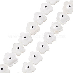 2 filo di perline di conchiglia d'acqua dolce naturale&nbsp;SHEL-TA0001-45