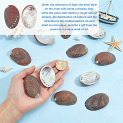 Dekorationen aus natürlichen Paua-Muscheln&nbsp;DJEW-WH0042-148A