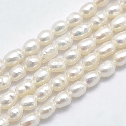 Natural Cultured Freshwater Pearl Beads Strands, Oval, Beige, 3.5~6x3~4.5mm, Hole: 0.8mm, about 68~70pcs/strand, 13.78~14.17 inch(35~36cm)