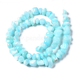 Coquille de trochid naturel / brins de perles de coquille de trocas&nbsp;SSHEL-N034-78-C03
