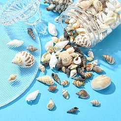 12 Arten natürliche gemischte Muschelperlen&nbsp;SSHEL-YW0001-05