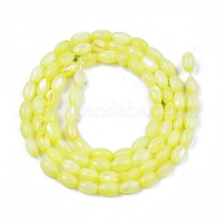 Shell perle d'acqua dolce fili&nbsp;SHEL-T009-B15-01